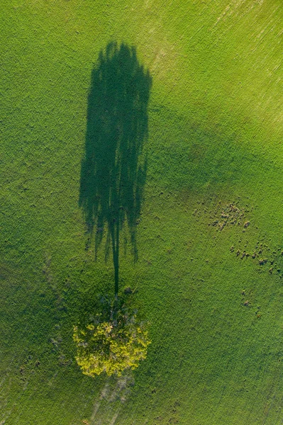 Vue aérienne des champs, vignobles près de San Quirico dOrcia. Toscane automne lever du soleil — Photo