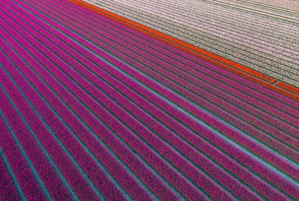Letecký pohled na tulipánová pole v oblasti Drontenu. Jaro v Nizozemsku — Stock fotografie
