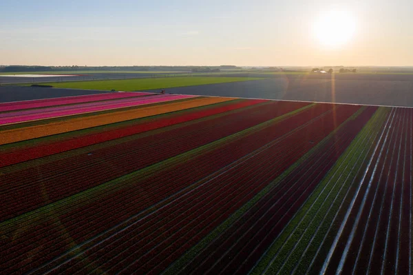 Uitzicht vanuit de lucht op de velden van de tulp in de Dronten. Lente in Nederland — Stockfoto
