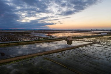 Albufera Gölü 'nde günbatımında pirinç tarlalarının, kuş sürülerinin ve tarım makinelerinin havadan görüntüsü. Ortak Valenciana