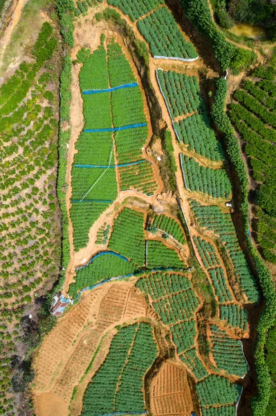 Widok z lotu ptaka na plantacje herbaty na Sri Lance — Zdjęcie stockowe