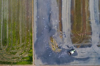 Albufera Gölü 'nde günbatımında pirinç tarlalarının, kuş sürülerinin ve tarım makinelerinin havadan görüntüsü. Ortak Valenciana