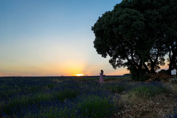 Vista aerea di campi di lavanda e alberi solitari in piedi durante il tramonto vicino a Brihuega. Spagna in estate . — Foto Stock