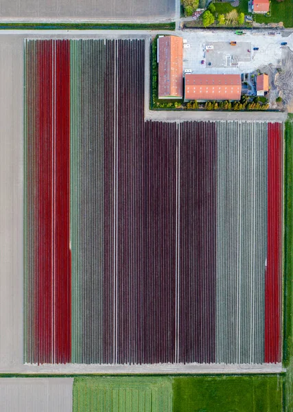 Vista aérea de los campos plantados de tulipanes en el área de Dronten. Primavera en los Países Bajos —  Fotos de Stock