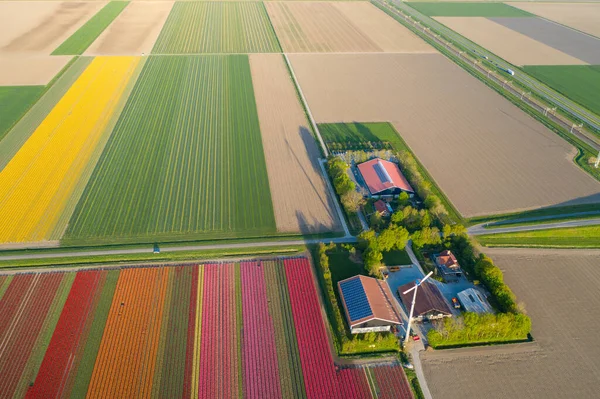 Vista aérea de los campos plantados de tulipanes en el área de Dronten. Primavera en los Países Bajos — Foto de Stock