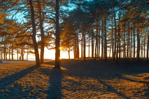 Solnedgången ljus bakom tallarna på kusten — Stockfoto