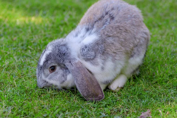 Pequeno coelho no fundo grama verde . — Fotografia de Stock