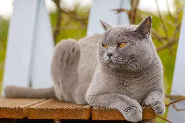 Ahşap bir terasta yalan gri ve beyaz bir kedi