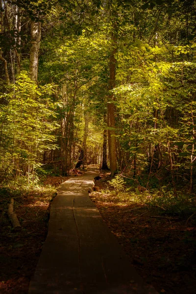 Fahíd sétára út az erdőn át — Stock Fotó