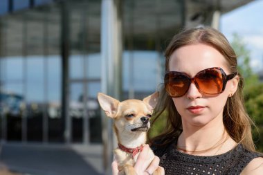 Ellerinde küçük chihuahua ile moda kadın güneş gözlüğü