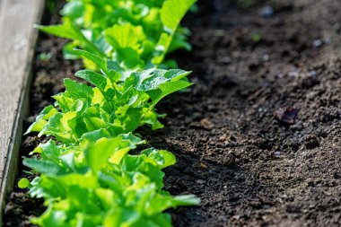 Yakın tarlalar toprakta yeşil sebze yetiştirir.