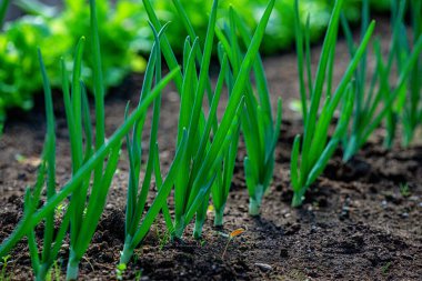 Yakın tarlalar toprakta yeşil sebze yetiştirir.