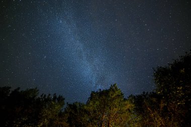 Soodla, Estonya'da çam ağaçları üzerinde Milk Way gece gökyüzü