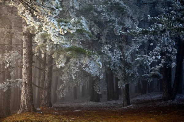Çam ormanı içinde sabah sis