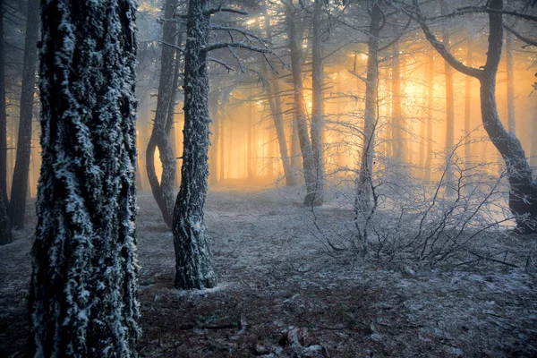 Çam ormanı içinde sabah sis