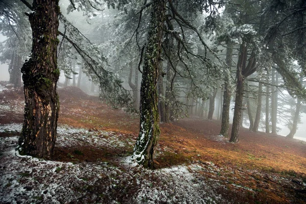 Çam ormanı içinde sabah sis