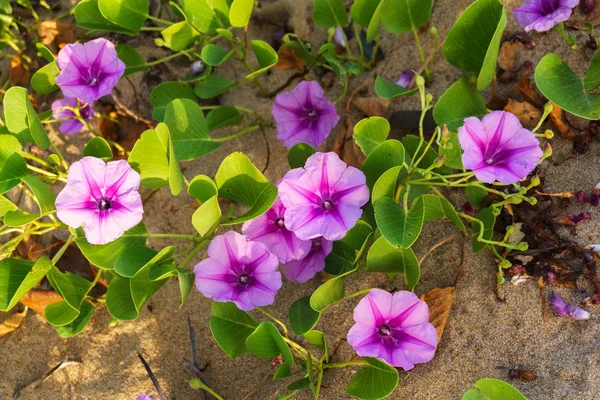 El Nido, Palawan Adası, Eylül 2018, Filipin bitkileri, çiçekler ve bitkiler.