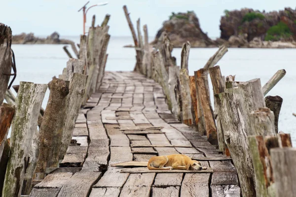 Filipinler. İskelede bir köpek.