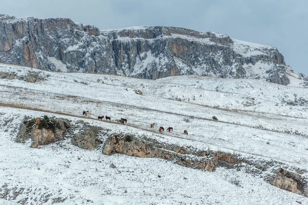Armenia Pobliżu Miasta Dilijan Konie Tle Górskiego Krajobrazu Zimą Zdjęcie Stockowe