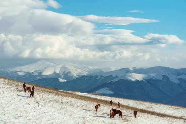 Konie w tle zimowego krajobrazu górskiego w Armenii Zdjęcia Stockowe bez tantiem