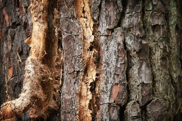 Struttura in legno. Corteccia d'albero — Foto Stock