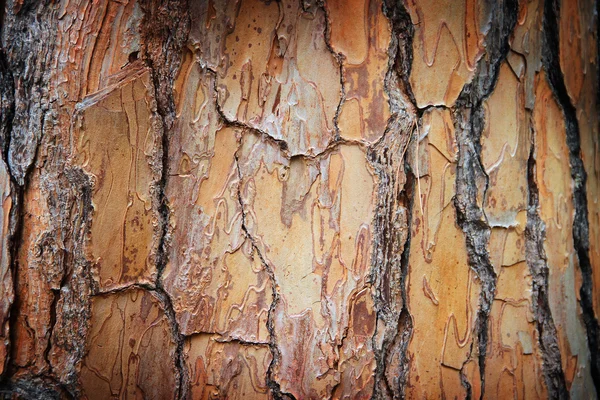 Деревянная текстура. Кора дерева — стоковое фото