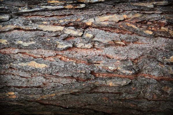 Dřevěná konstrukce. Kůra stromu — Stock fotografie
