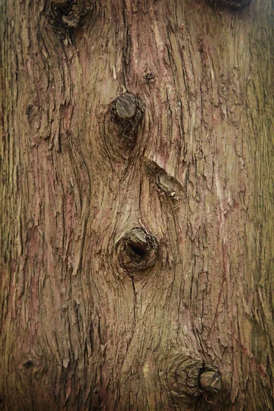 木的纹理。树的树皮 — 图库照片