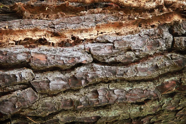 天然的木材表面。木纹理 — 图库照片