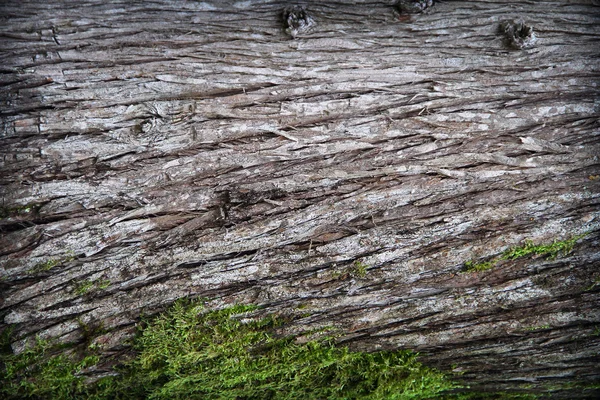 Superficie in legno naturale. Struttura in legno — Foto Stock