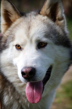 Alaskan malamute köpek