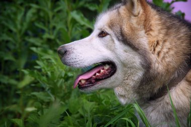 Alaskan malamute köpek