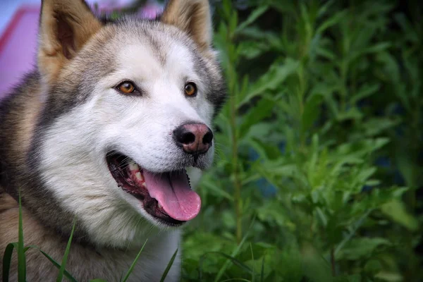 Alaskan Malamute dog — Stock Photo, Image