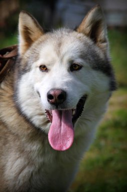 Alaskan malamute köpek