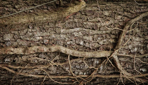 Fond de texture en bois — Photo