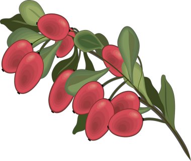 Kızamık izole simgesi Şubesi