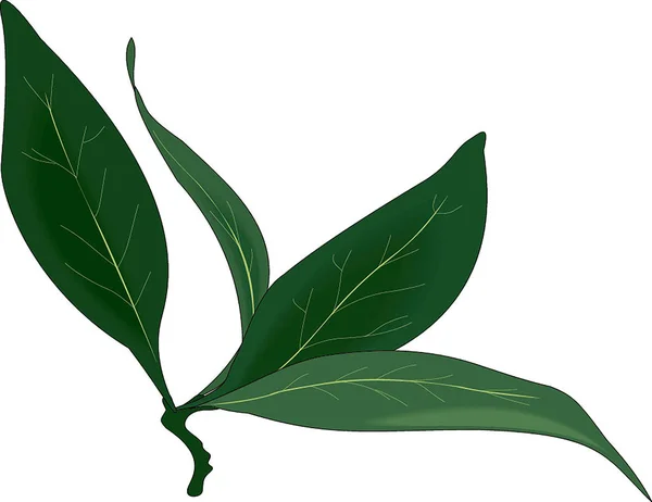 Branche de feuille de laurier — Image vectorielle