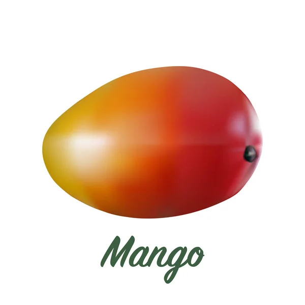 Frische realistische Mango — Stockvektor