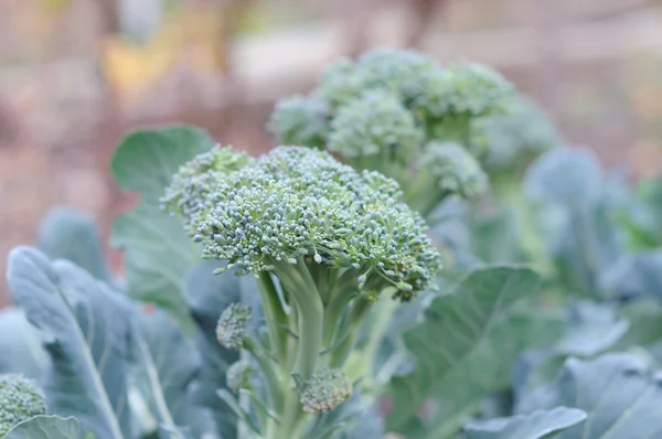 Sonbaharın sonlarında bahçede bitkiler