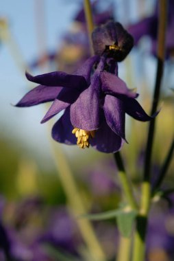 Bahar mevsiminde mavi çan çiçekleri kapanıyor. Sığ alan derinliği