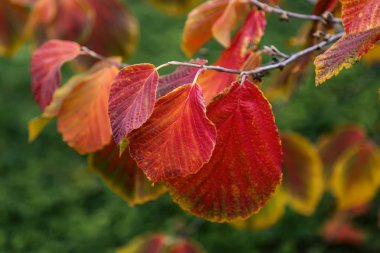 yeşil yeşillik bir arka plan üzerinde kırmızı sonbahar yaprakları