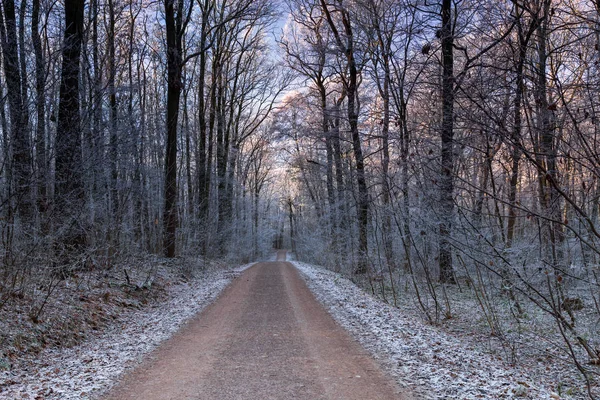 Sentiero nella foresta invernale — Foto Stock