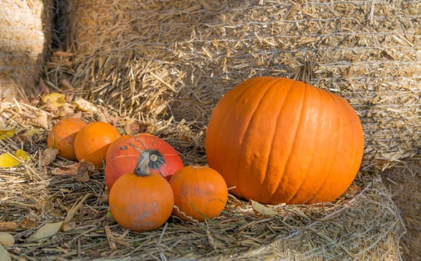 Citrouilles sur paille — Photo