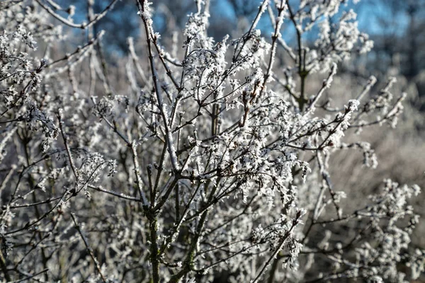 Arbustes dans le gel — Photo