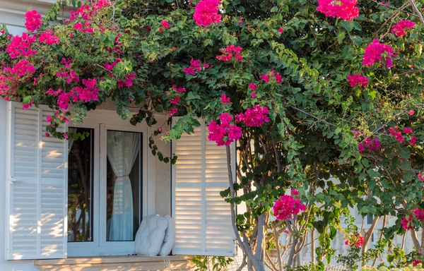 Fenster in Blumen — Stockfoto