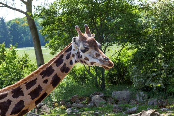 Giraffe head close-up in profile — Stock Photo, Image