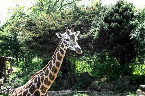 Giraffe head close-up — Stock Photo, Image