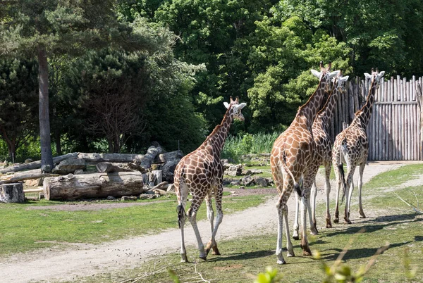 Herd of giraffes following each other along — Stock Photo, Image