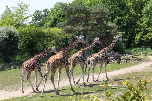 Small herd of giraffes — Stock Photo, Image