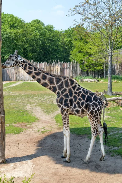 Single giraffe in full growth — Stock Photo, Image